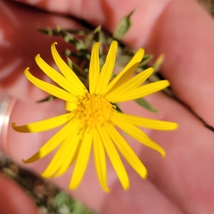 Heterotheca stenophylla