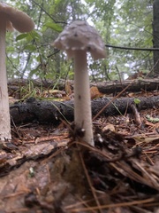 Amanita rhacopus