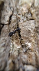 Acromyrmex lundii
