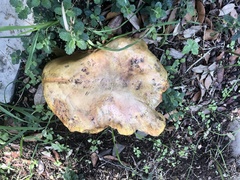 Boletus edulis