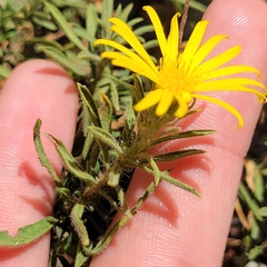 Heterotheca stenophylla