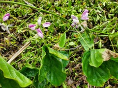 Canavalia cathartica