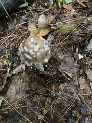 Amanita rhacopus