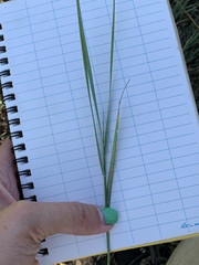Elymus smithii