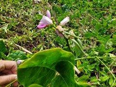 Canavalia cathartica