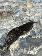 Deroceras reticulatum