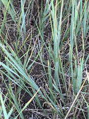 Elymus smithii
