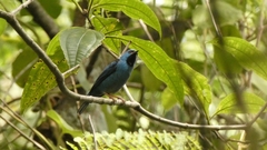 Dacnis cayana