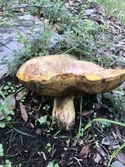 Boletus edulis