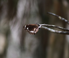 Euploea core corinna