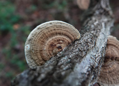 Trametes betulina