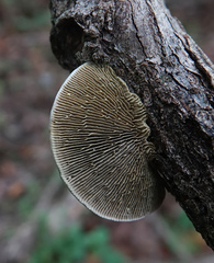 Trametes betulina