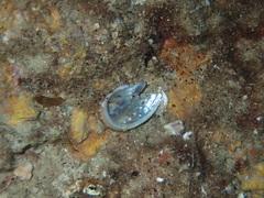 Haliotis tuberculata