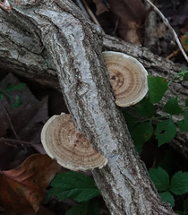 Trametes betulina