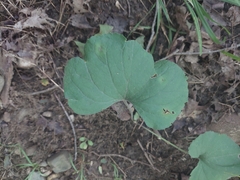 Sanguinaria canadensis