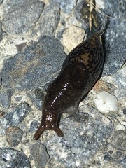 Deroceras reticulatum