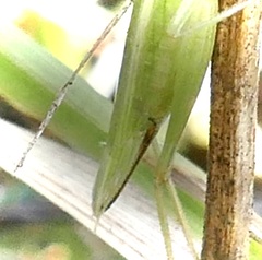 Oecanthus quadripunctatus