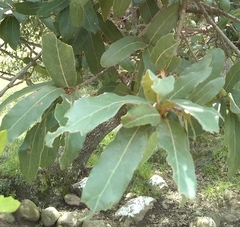 Quercus grisea