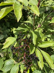 Sambucus nigra