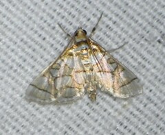 Pseudopyrausta santatalis