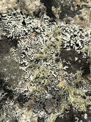 Ramalina intermedia