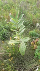Asclepias syriaca