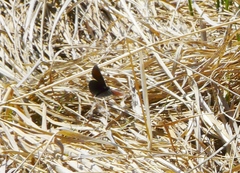 Erebia discoidalis