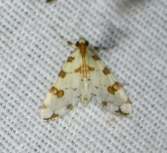 Conchylodes octonalis