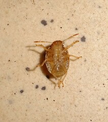Peribalus strictus