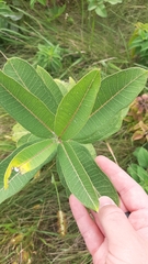 Asclepias syriaca