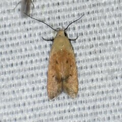 Anacampsis fullonella