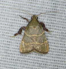 Parachma ochracealis