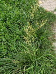 Lolium arundinaceum