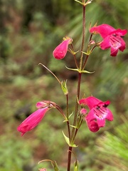 Penstemon roseus