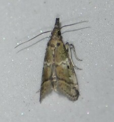 Cacotherapia flexilinealis