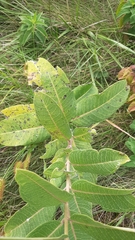 Asclepias syriaca