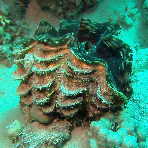 Fluted Giant Clam