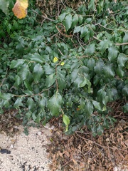 Ulmus glabra
