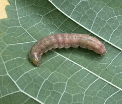 Heliothis