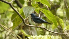 Dacnis cayana