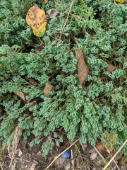 Sedum pallidum