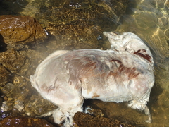 Capreolus