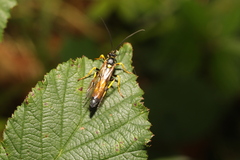 Ichneumon stramentor