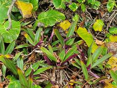 Tradescantia spathacea