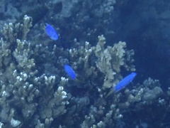 Pomacentrus coelestis