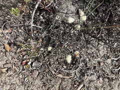 Eriogonum nudum
