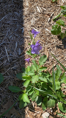 Ruellia nudiflora