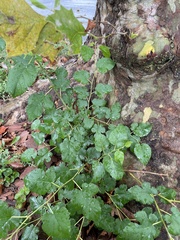 Morus alba