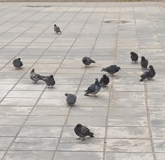 Columba livia domestica