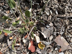 Eriogonum nudum